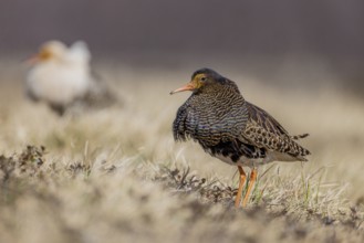 Ruff (Philomachus pugnax), at the mating site, Lapland, Finland