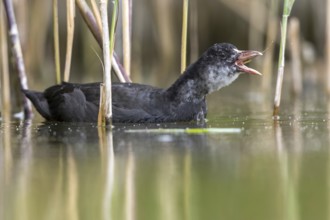 Eurasian Coot (Fulica atra) juvenile eating reeds, Mecklenburg-Western Pomerania, Germany