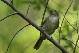 Pale-bellied Tyrant-Manakin (Neopelma pallescens) perched on a branch in the grasslands of Guyana