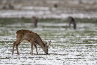 Roe deer (Capreolus capreolus), Lower Saxony, Germany