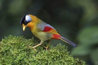 Silver-eared Mesia (Leiothrix argentauris), Malaysia