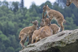 Three young ibexes (Capra ibex) climb and play on their mother, who is lying on a rock. A forest