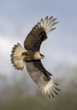 Northern Crested Caracara (Caracara cheriway) flying, Texas, USA