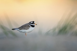 Common Ringed Plover (Charadrius hiaticula), Texel, Netherlands