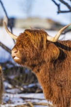 Side view of Highland cattle with reddish-brown fur and long horns in the snow, Seewald, Black