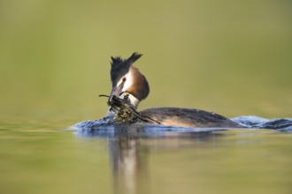 Great Crested Grebe (Podiceps cristatus), North Rhine-Westphalia, Germany