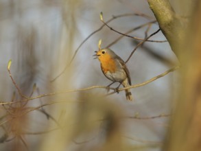Singing robin in spring