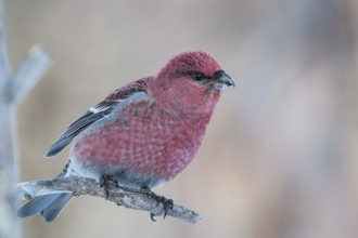 Pine Grosbeak (Pinicola enucleator) male, Varanger, Norway