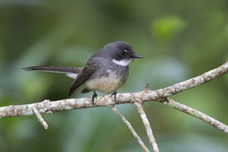 Northern Fantail (Rhipidura rufiventris), Queensland, Australia