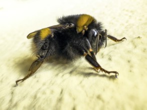 Close-up of queen of insect bumblebee (Bombus terrrestris), international