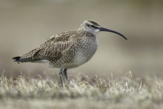 Whimbrel (Numenius phaeopus), Manitoba, Canada