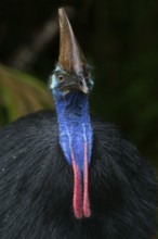 Southern Cassowary (Casuarius casuarius), Queensland, Australia
