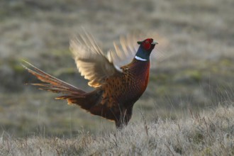 Common Pheasant (Phasianus colchicus) male flapping wings, Texel, Netherlands