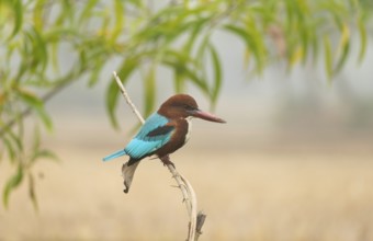 A white-throated kingfisher (Halcyon smyrnensis), Sreepur, Gazipur, Bangladesh