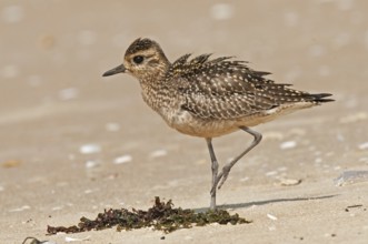 Pacific Golden Plover (Pluvialis fulva), Goa, India