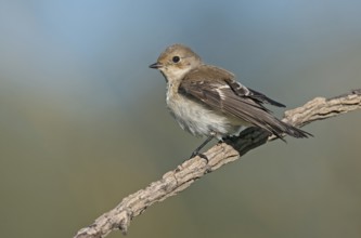 European Pied Flycatcher (Ficedula hypoleuca) perched on a branch, Aosta Valley, Italy