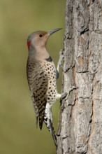 Northern Flicker (Colaptes auratus), Texas, USA
