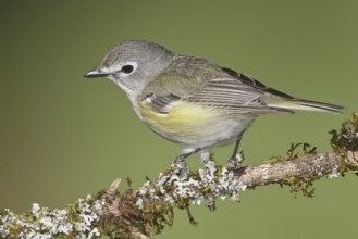 Cassin's Vireo (Vireo cassinii), British Columbia, Canada