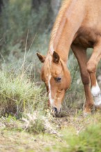 Brown horse, standing at the edge of a forest, Pyrenees, Catalonia, Spain