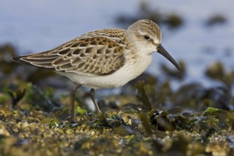 Western Sandpiper (Calidris mauri), British Columbia, Canada