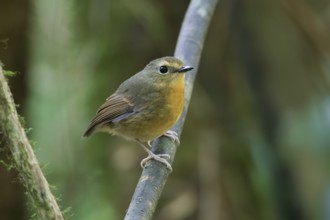 Snowy-browed Flycatcher (Ficedula hyperythra) female, Bidoup National Park, Vietnam
