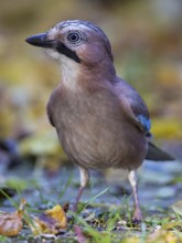 Eurasian Jay (Garrulus glandarius) perched on the ground, Bavaria, Germany