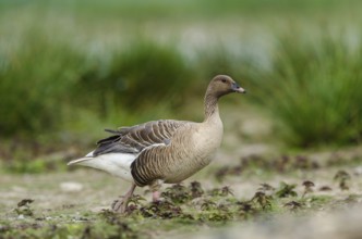 Pink-footed Goose (Anser brachyrhynchus), Schleswig-Holstein, Germany