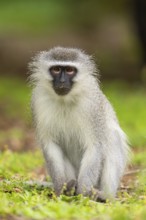 Vervet Monkey, (Chloroebus pygerythrus), vervet monkey, monkey, monkeys, primate, primates, family