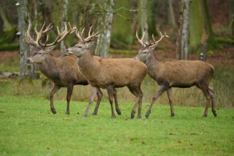 Three stags with antlers walking attentively together in the forest, red deer (Cervus elaphus),