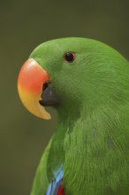 New Guinea noble parrot (Eclectus polychloros, Eclectus roratus polychloros), male, captive,