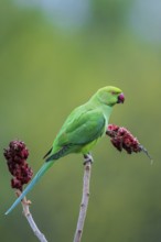 Rose-ringed Parakeet (Psittacula krameri), Baden-Wuerttemberg, Germany