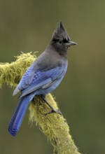 Steller's Jay (Cyanocitta stelleri), British Columbia, Canada