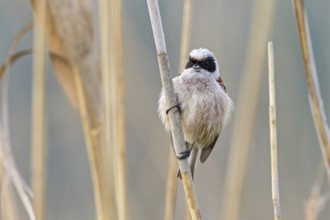 Penduline Tit, (Remiz pendulinus), animals, birds, tits, family of Penduline Tits, Eich-Gimbsheimer