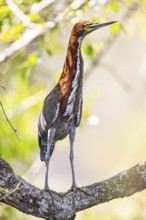 Rufescent tiger heron (Tigrisoma lineatum) Pantanal Brazil