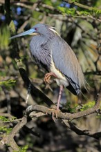 Tricoloured Heron (Egretta tricolor), adult, on tree, alert, St. Augustine, Florida, USA