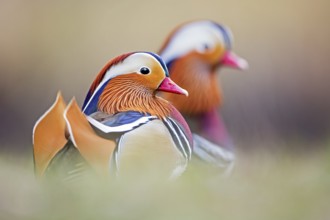 Mandarin Duck (Aix galericulata) male, Saxony-Anhalt, Germany