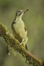 European Green Woodpecker (Picus viridis) adult female perched on a tree, Castile and Leon, Spain