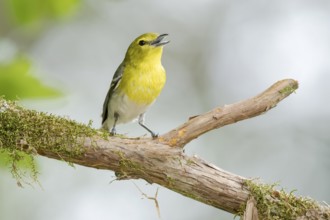 Yellow-throated Vireo (Vireo flavifrons) singing, perched on a branch, Texas, USA