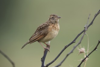 Bush Pipit (Anthus caffer), adult, on tree, perch, Pilanesberg National Park, North West Province,