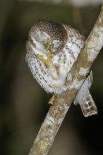 Cuban Pygmy Owl (Glaucidium siju) perched on a branch in Cuba