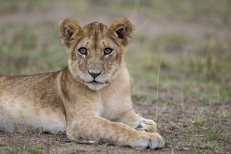 African Lion (Panthera leo) cub lying alone on the ground, Masai Mara, Kenya
