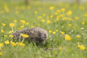 European hedgehog (Erinaceus europaeus) adult animal in a countryside meadow with Meadow buttercup