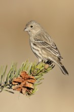 House Finch (Haemorhous mexicanus) female, Arizona, USA