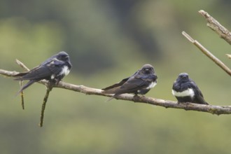 White-banded Swallow (Atticora fasciata), Ecuador