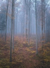 Atmospheric autumn forest in the fog with bare trees and glowing leaves, Gechingen, Black Forest,