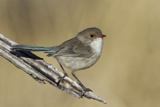 Splendid Fairywren (Malurus splendens), Queensland, Australia