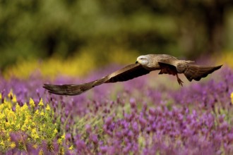 Black kite (Milvus migrans) flying over maquis with crested lavender (Lavendula stoechs) and broom,