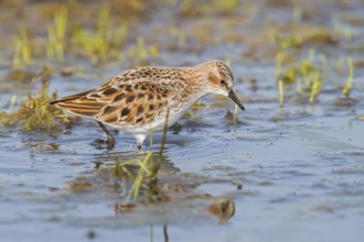 Little sandpiper, (Calidris minuta), foraging in the Lesbos biotope, Greece