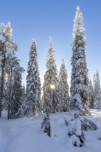 Snow covered spruce trees on the taiga forest in winter, Riisitunturi National Park in Finnish