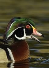 Wood Duck (Aix sponsa) male, California, USA